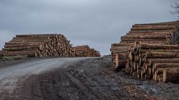 Al igual que Trump: Bolsonaro se saldría del Acuerdo de París y amenaza los bosques amazónicos