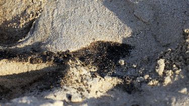 Ripamonti se querellará por delito ambiental tras derrame de hidrocarburos en Las Salinas