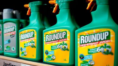 Tras fallo histórico contra Monsanto por potencial cancerígeno de herbicida: Acciones de Bayer se desploman en la bolsa alemana