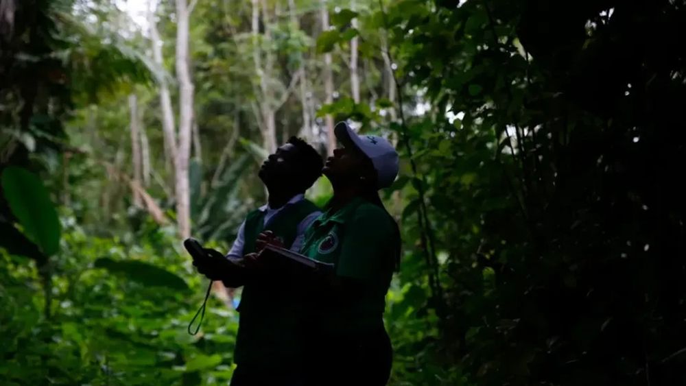 Imagen referebcal de la selva colombiana - Agencia EFE