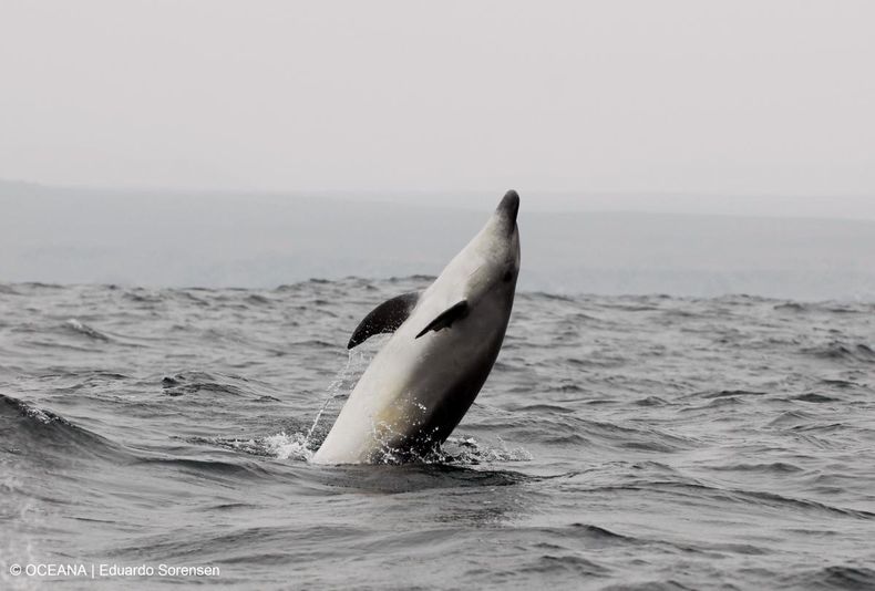 delfin_comunicado.jpg