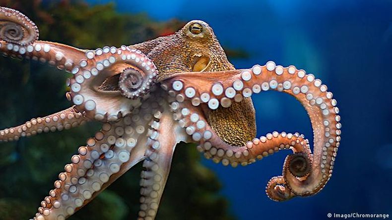 pulpo.jpg