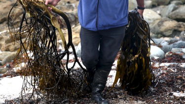 Algueros exigen ser considerados en Ley de Pesca: Acusan que diputados rechazan incluirlos