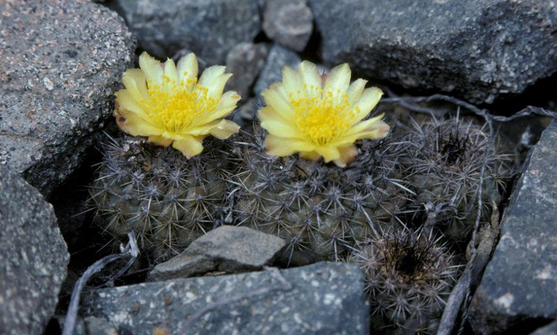 Copiapoa australis.png
