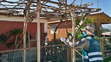 Confusión sexual: La curiosa técnica del SAG que usa feromonas para frenar plaga que afecta la uva y el arándano