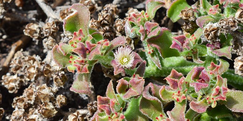 Mesembryanthemum crystallinum introducida en la isla San Ambrosio. Foto: Arón Cádiz.&nbsp;