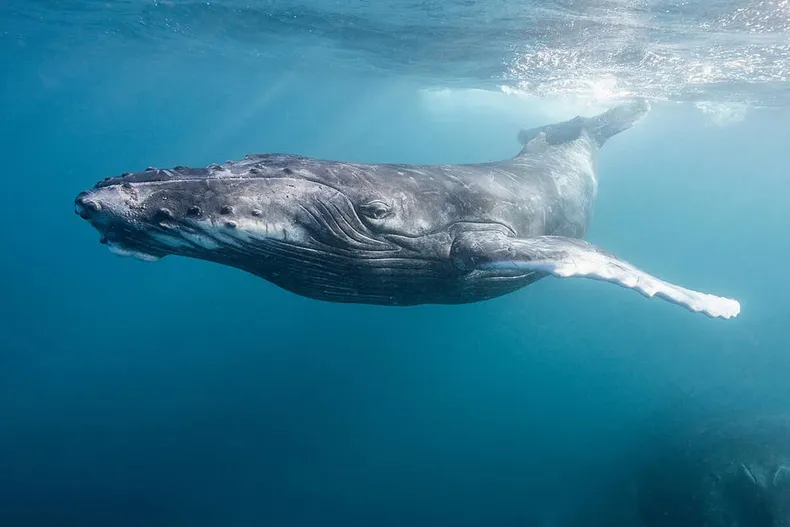 22925 alex westover greenpeace.webp