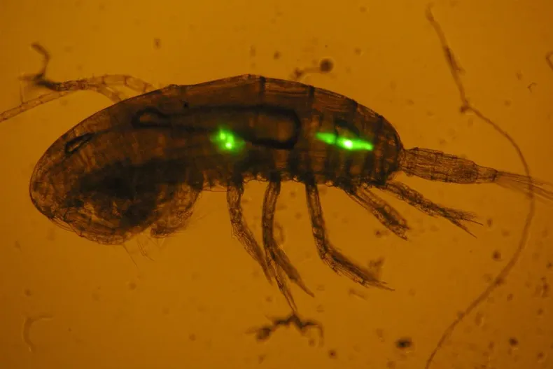 28582 np 070126 flujo microplasticos copepodos.webp