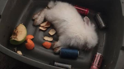Trabajador denuncia muerte de conejos y peces en exposición de animales en Antofagasta