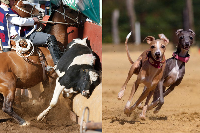a proposito de fiestas patrias anuncian marcha nacional contra carrera de perros y el rodeo.png