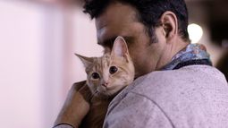 Preocupante: PDI ha recibido 1.600 denuncias por maltrato animal en dos años