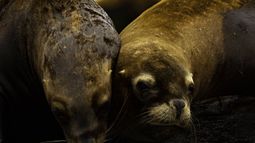 Expedición virtual: así es la vida bajo el mar en el Archipiélago de Humboldt en Chile | FOTOS