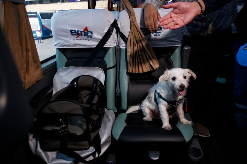 Mascotas deben viajar en asiento independiente.jpg
