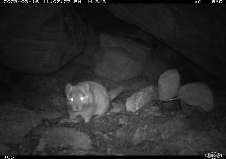 chinchilla e1703693207841.png