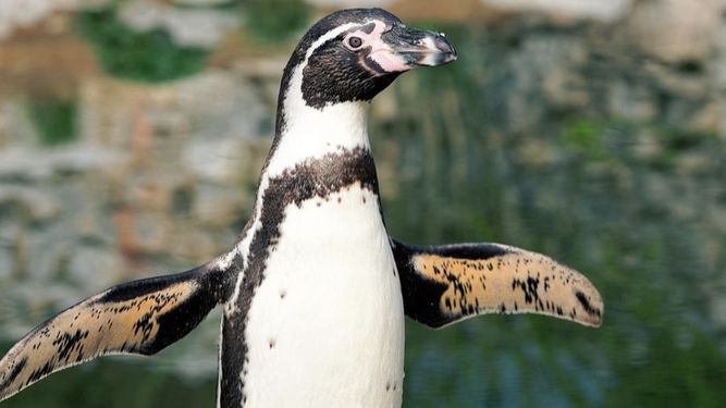 Pingüino de Humboldt.