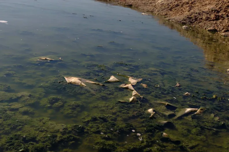 11403 salar ollague.webp