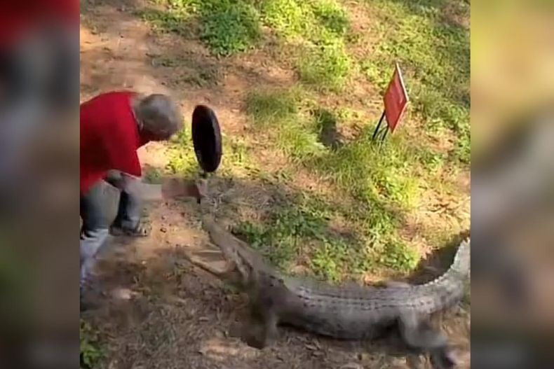 VIDEO Sujeto ahuyenta a cocodrilo con un sarten y se hace viral.jpeg