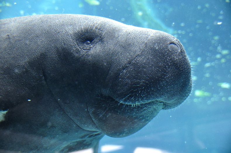 manatee .jpg