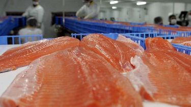Industria salmonera chilena disminuye uso de antibióticos totales pero aún es 700 veces más alto que Noruega