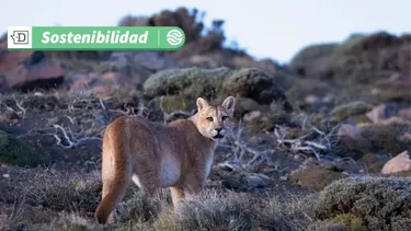 Sin emisiones y restaurando la biodiversidad: Presentan proyecto que acelerará el desarrollo sostenible en Chile