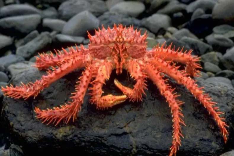 23101 centolla 678x381.webp