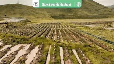 Restauración de ecosistemas: Zanjas de infiltración por riego han ayudado a recuperar más de 1.400.000 litros de agua