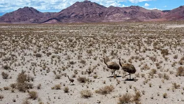 Sernageomin avisa sobre desaparición de tres de sus profesionales en escabrosa zona cordillerana