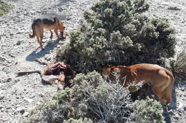 26946 perros matan a un guanaco en el parque llanos de challe.webp