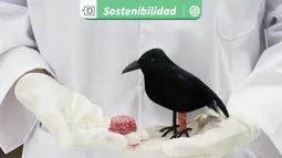 Innovación por el bienestar animal: Producen férula biodegradable para ayudar de forma expedita a aves urbanas heridas