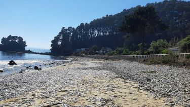VIDEO| Preocupación por masiva varazón de peces en playa de Necochea en Coliumo