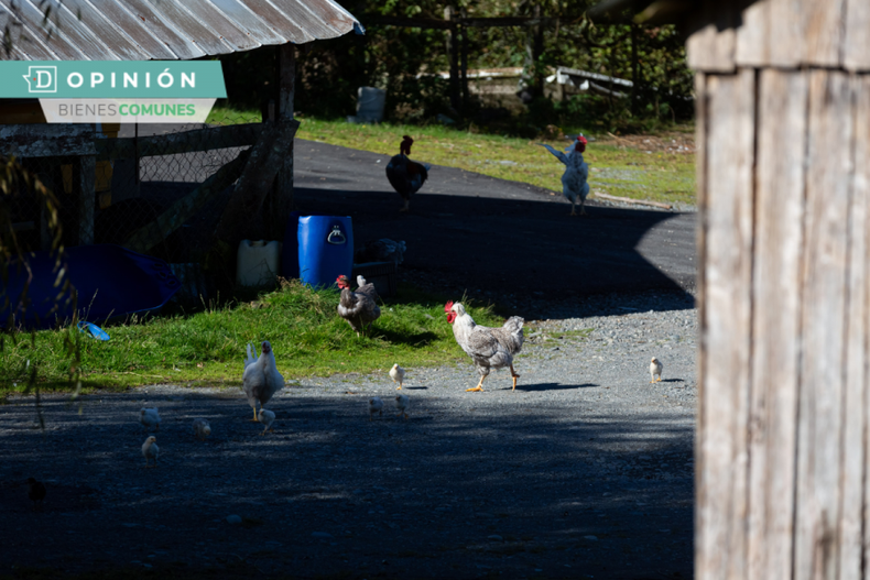 Bienes comunes ruralidad e1696696737784.png