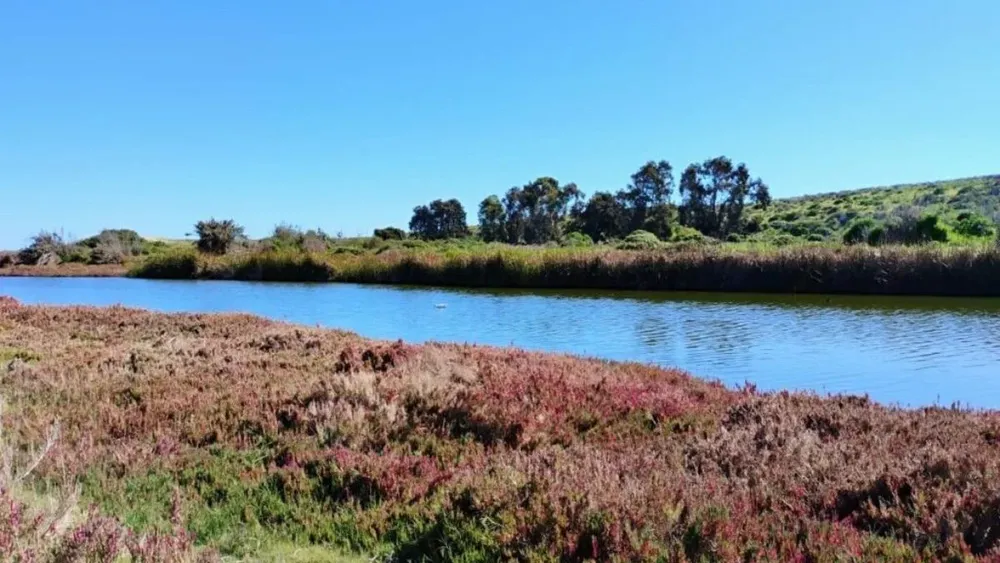 Comuna de Coquimbo celebra la declaración de su primer Humedal Urbano Laguna Adelaida: 29,16 hectáreas de biodiversidad