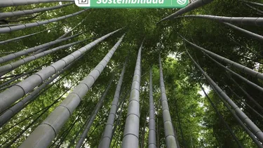 Bioplástico de bambú hecho por científicos chinos propone una alternativa sostenible al degradarse en solo 50 días