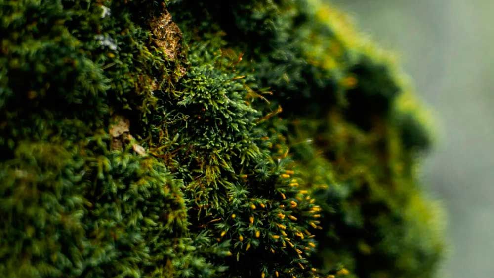 El musgo demuestra su súper resistencia: Sobrevive 9 meses en el espacio