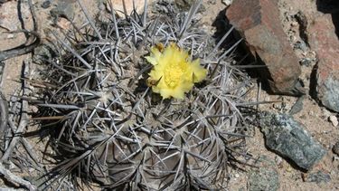 Jardines botánicos del mundo crean plan para salvar 32 especies de cactus chilenos a punto de desaparecer: Piden ayuda ciudadana