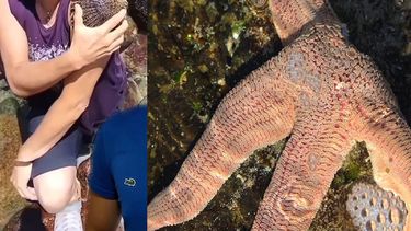 ¿Estrellas de mar para curar heridas? Biólogos advierten que la práctica daña la fauna marina