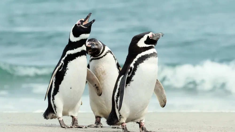 Ministra Rojas expone dramático estado del pingüino de Humboldt, lagarto gruñidor y otras 70 especies