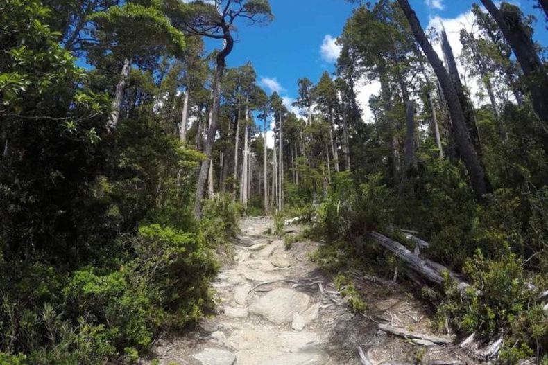 parque nacional alerce costero 768x512 1.jpeg