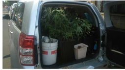 Incautan 15 plantas de marihuana desde casa de vicepresidente de Fundación Daya