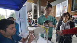 El GAM albergará una nueva jornada de adopción de mascotas