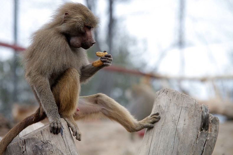 Primates.jpg