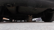 Crean sistema con IA que permite detectar gatos y perros escondidos bajo automóviles.&nbsp;