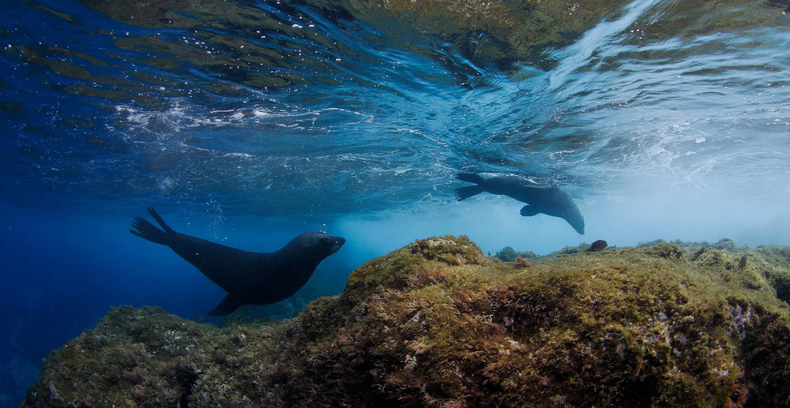 Biodiversidad en los mares del archipiélago de Juan Fernández. Foto: Oceana Chile. 