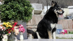 Murió Capitán, el perro que vivió por 11 años junto a la tumba de su dueño