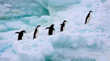 Muerte masiva de colonia de pingüinos en la Antártida alerta sobre efectos del cambio climático