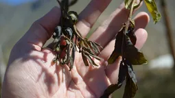 Clima extremo daña la agricultura chilena: Cultivos afectados aumentaron 15% en dos años