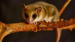 Monito del Monte. Créditos: Conaf.&nbsp;