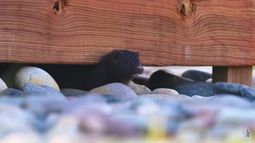 Documental relata lucha en Valdivia contra el visón, que se come al cisne de cuello negro