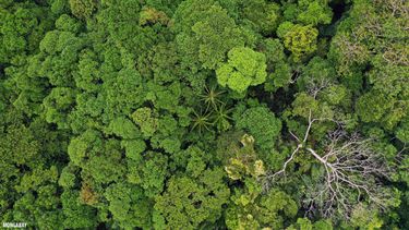 El Desconcierto | amazonia.jpg