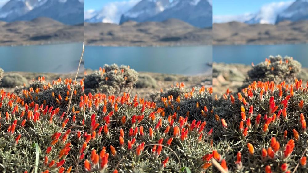 Inusual floración en la Patagonia a días del inicio del invierno / Cedida